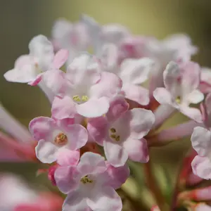 Charles Lamont Shrub Plant Viburnum x Bodnantense 12L Pot 1m - 1.5m Bush