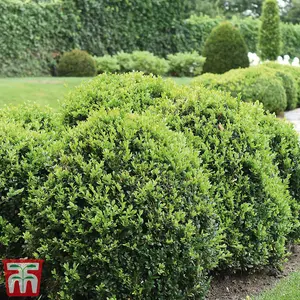 Box Hedging - Evergreen Buxus Sempervirens 9cm Potted Plant x 3