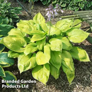 Hosta Sum And Substance 1 Litre Potted Plant x 1