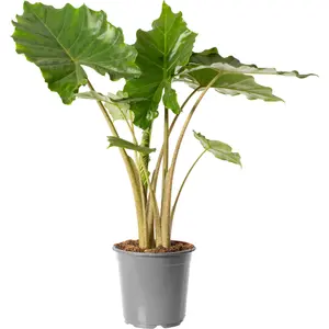 Alocasia Portodora Plant - Towering Tropical Elegance, Indoor Statement (80-90cm)