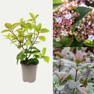 1 x Viburnum Tinus Purpureum - Laurustinus Purpureum - Plant in 9cm Pot