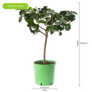 Lime Tree - Outdoor Fruit Tree, Grow Your Own Tasty Fruits, Ideal Size for UK Gardens in 20cm Pot (2-3ft)