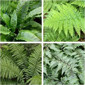 4 x Fern Plant Mix in 9cm Pots - Ready to Plant Outdoor Ferns - Mixed Varieties