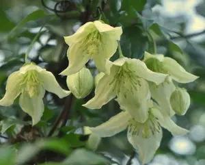 Evergreen Clematis Jingle Bells Climbing Plant 3-4ft Supplied in a 2/3 Litre Pot