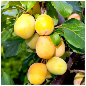 Dwarf Patio Golden Gage 'Oullins' Plum Tree, Self-Fertile, Sweet Honey Flavour 3FATPIGS