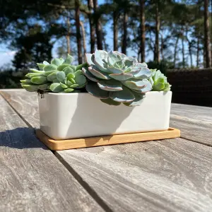 White Succulent and Cactus Trough Plant Pots (Set of 2)