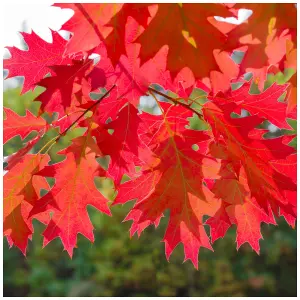 100 Red Oak Trees 1-2ft Tall Quercus Rubra Hedging Plants, Bright Autumn Colour 3FATPIGS