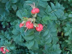 2-3ft Hedging Rose (Rosa Rugosa) Bare Root Hedging Plants Tree Sapling - Pack of 10