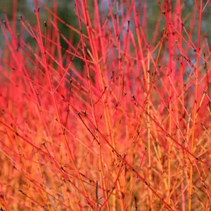 Midwinter Fire Dogwood Shrub Plant Cornus Sanguinea 12L Pot 80cm - 100cm