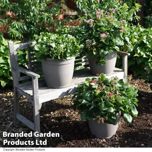 Strawberry Summer Breeze Trio - 6 x 9cm Potted Plants (2 of each variety)