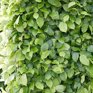 Hornbeam Hedge Carpinus betulus Set of 50 Bare Root Hedges 60-90cm