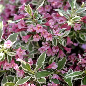 Weigela florida Monet in a 3L Pots - Garden Ready Plants in Nusery Pots Supplied as 1 x Established Garden Ready to Plant Out