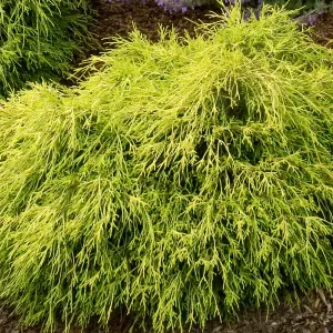 Chamaecyparis Sungold - Bright Green-Gold Foliage, Evergreen Conifer, Hardy (20-30cm Height Including Pot)