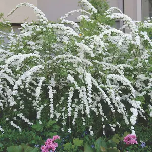 Spiraea Grefsheim Garden Plant - Clusters of White Flowers, Deciduous Foliage, Hardy (15-30cm Height Including Pot)