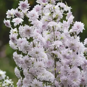 Delphinium Highlander Cha Cha - Pink and White Blooms, Perennial Plant, Compact Size (15-30cm Height Including Pot)