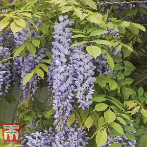 Fragrant Wisteria Prolific - 1.5 Litre Potted Plant x 1 - Hardy Shrub - Loved by Pollinators - Climbing Plant