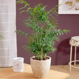 Chamaedorea Palm: Tropical Elegance, Air-Purifying Indoor Plant (35-50cm, 13cm Pot)