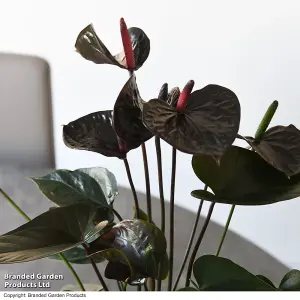 Gift Houseplant - Anthurium Black Love 12cm Pot x 1