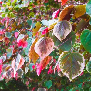 Cercis Carolina Sweetheart Tree - Heart-Shaped Foliage, Pink Flowers, Compact Size (5-6ft)