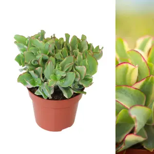 2 x Crassula Curly Green Ripple Jade Money Plant in 12cm Pot - Real Evergreen Succulent Indoor Plant - Eye Catching Houseplant