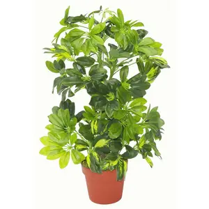 Artificial Plant Umbrella Tree Gold Capella Deluxe 75cm Schefflera Arboricola Botanik