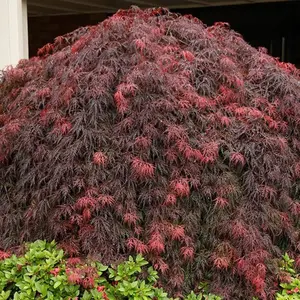 Acer Crimson Queen - Graceful Cascading Foliage, Outdoor Plant, Ideal for Gardens, Compact Size (50-70cm Height Including Pot)