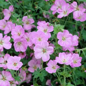 Geranium Mavis Simpson - Gorgeous Pink Flowers, Perennial Plant, Compact Growth (15-30cm Height Including Pot)