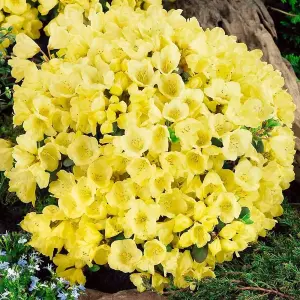 Rhododendron Wren Garden Plant - Yellow Blooms, Compact Size, Hardy (15-30cm Height Including Pot)