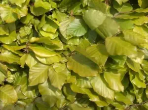 3-4ft Green Beech (Fagus Sylvatica) Semi-Evergreen Bare Root Hedging Plants - Pack of 10