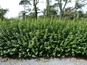 35 Green Privet Hedging Plants Ligustrum Hedge 30-50cm, Dense Evergreen, Potted, 3fatpigs