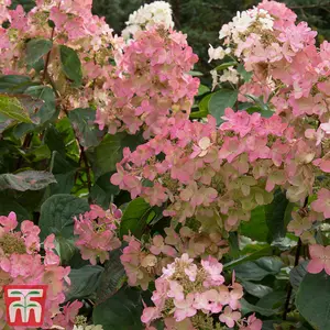 Hydrangea Paniculata Pink Diamond 9cm Potted Plant  x 1