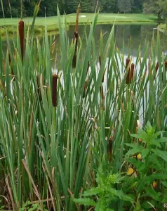 Lincolnshire Pond Plants Ltd Marginal Plants - Pond Plants (Typha Angustifolia)  - 3x 1 Litre Plants