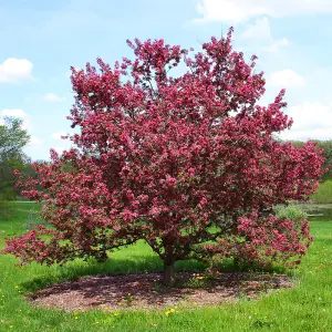 Malus Toringo Scarlett Tree - Crab Apple Ornamental Tree, Deep Pink Flowers, Hardy, Low Maintenance (5-6ft)