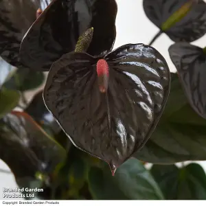 Gift Anthurium Black Love 12cm Pot x 2