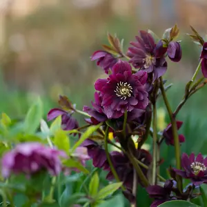 Helleborus Double Ellen Purple - Deep Dark And Magical Blooms 3 X 9cm Pots