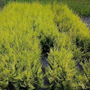 3 Golden Leylandii Evergreen Hedging Plant 40-60cm in 9cm Pot / Cupressocyparis leylandii 'Castlewellan Gold' 3FATPIGS