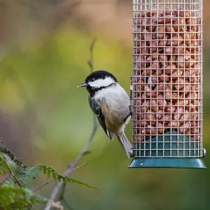 Whole Peanuts Wild Bird Food (1kg)