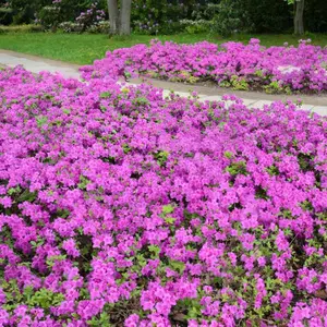 Azalea Konigstein - Evergreen Shrub, Deep Pink Blooms (20-30cm Height Including Pot)