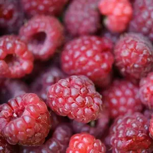 6 x Raspberry Autumn Bliss Bare Root Canes - Grow Your Own Fresh Raspberries