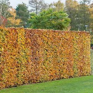 Hornbeam Hedge Carpinus betulus Set of 50 Bare Root Hedges 90-120cm