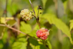 Lincolnshire Fruits Malling Promise Potted 7 Litre (Raspberry)