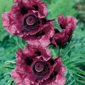 Papaver Oriental Patty's Plum in a 9cm Pot (Pack of 3)