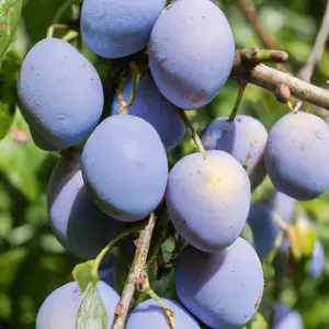 Lincolnshire Fruits Marjorie's seedling Plum Bareroot 12 Litre 1.5m Tree