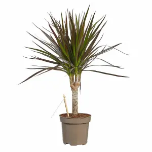 House Plant - Dragon Tree - Magenta - 17 cm Pot size - 50-70 cm Tall - Dracaena Magenta - Indoor Plant