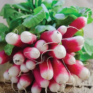 Radish French Breakfast 3 - Rhs Kids 1 Seed Packet