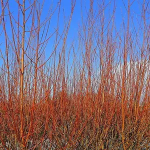 5 Common Dogwood Plants / Cornus Sanguinea 40-60cm Tall,Stunning Winter Colours 3FATPIGS