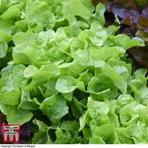 Lettuce Kyrio 1 Seed Packet (250 Seeds)