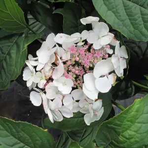 Hydrangea macrophylla Teller White Garden Plant - White Mophead Flowers, Compact Size, Hardy (15-30cm Height Including Pot)