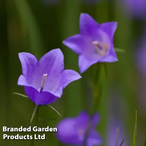 Campanula Rotundifolia 3 Litre Potted Plant x 1