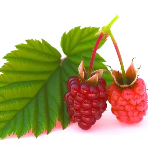 Lincolnshire Fruits Tayberry (medana) Potted 3Litre